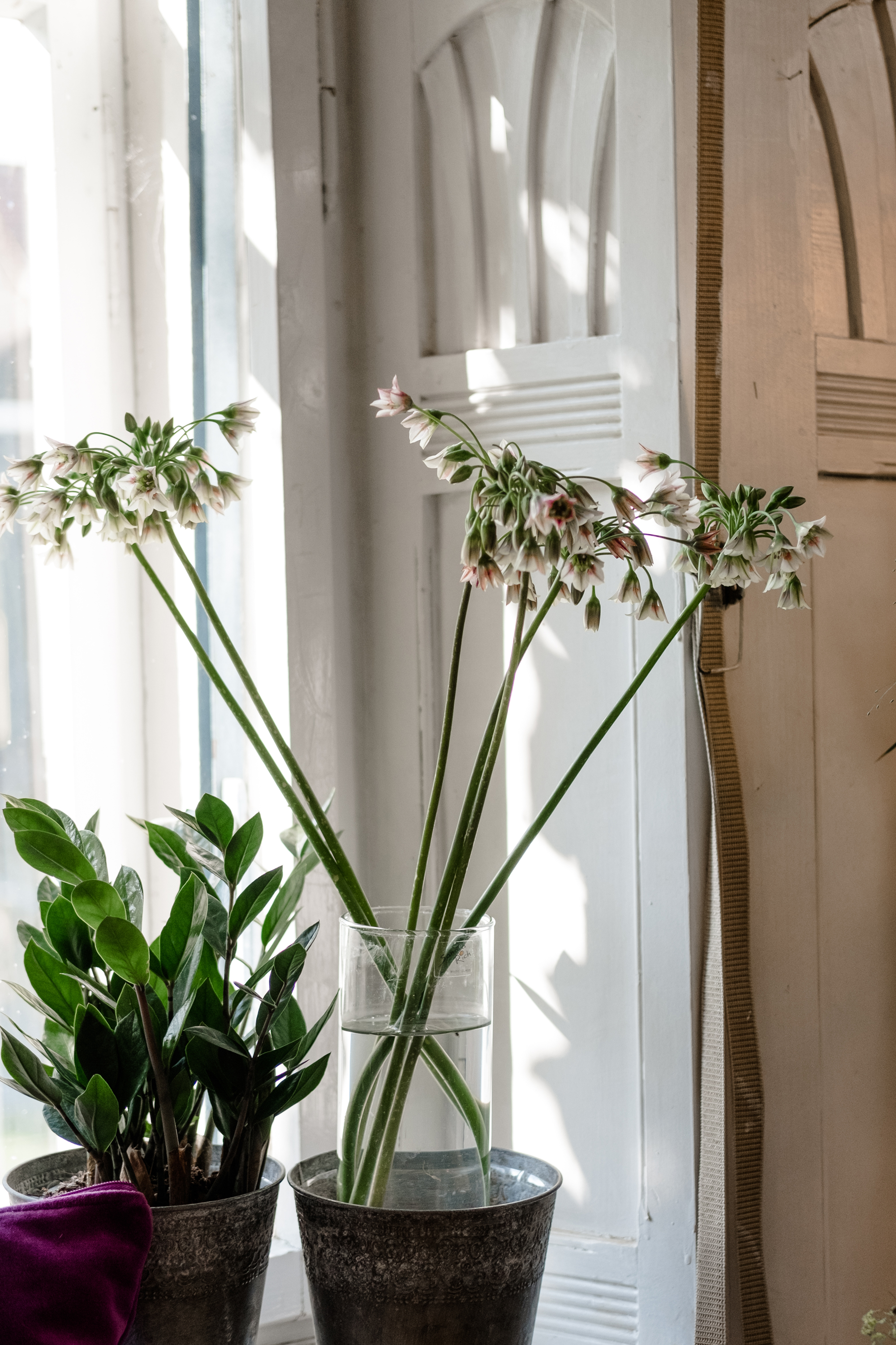 flora-1