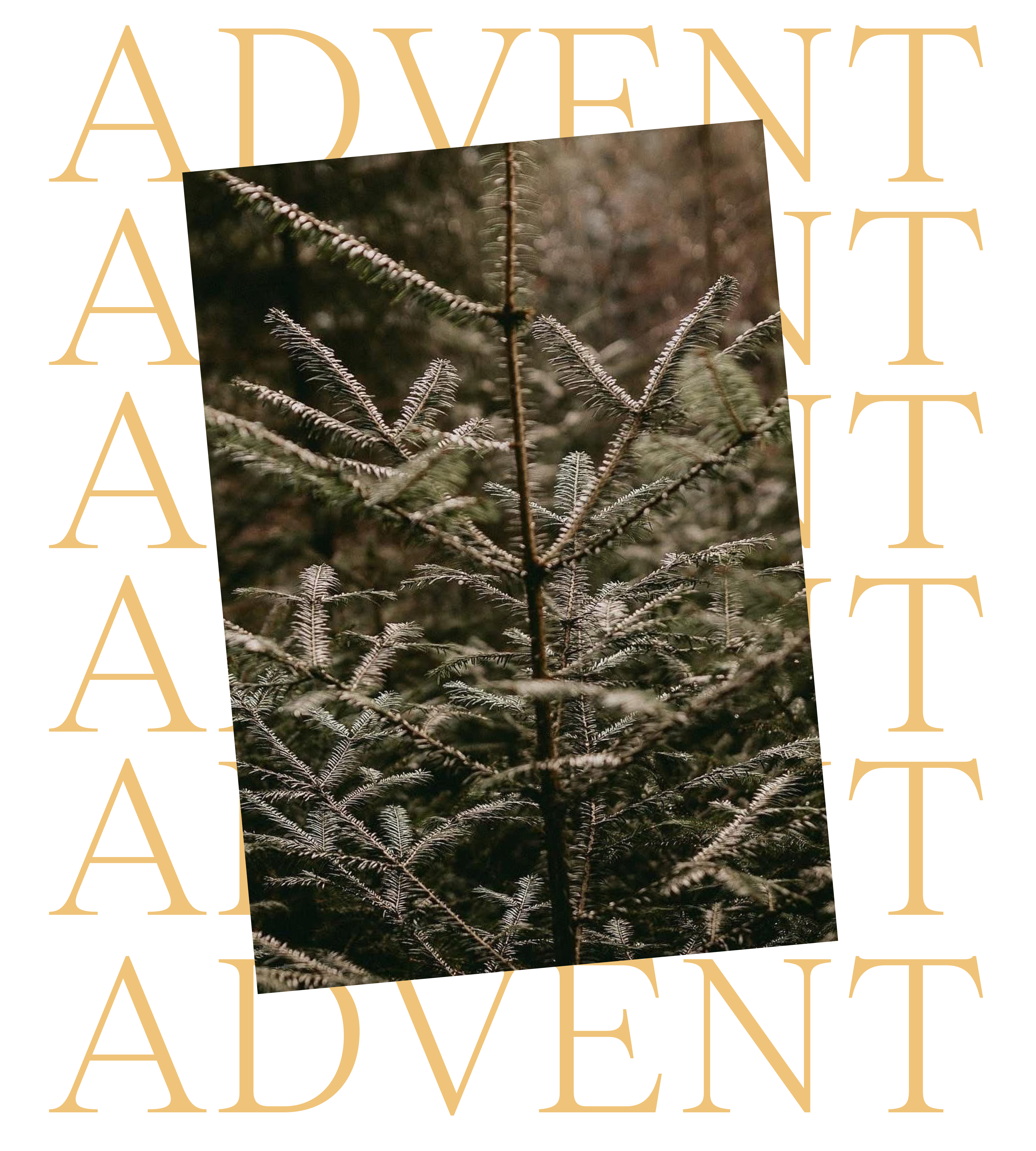 Flora-Web-Advent